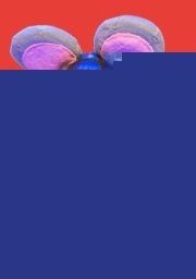 La ratita presumida - Centro estético